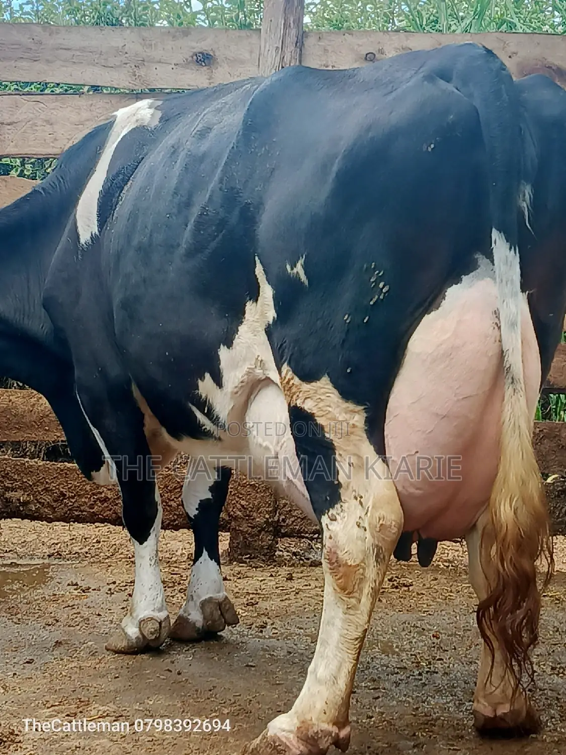 Pure Pedigree Friesian