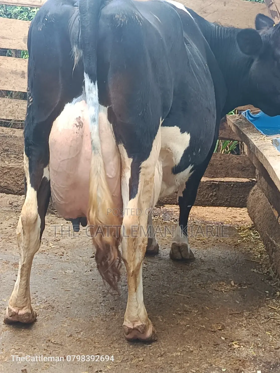 Pure Pedigree Friesian