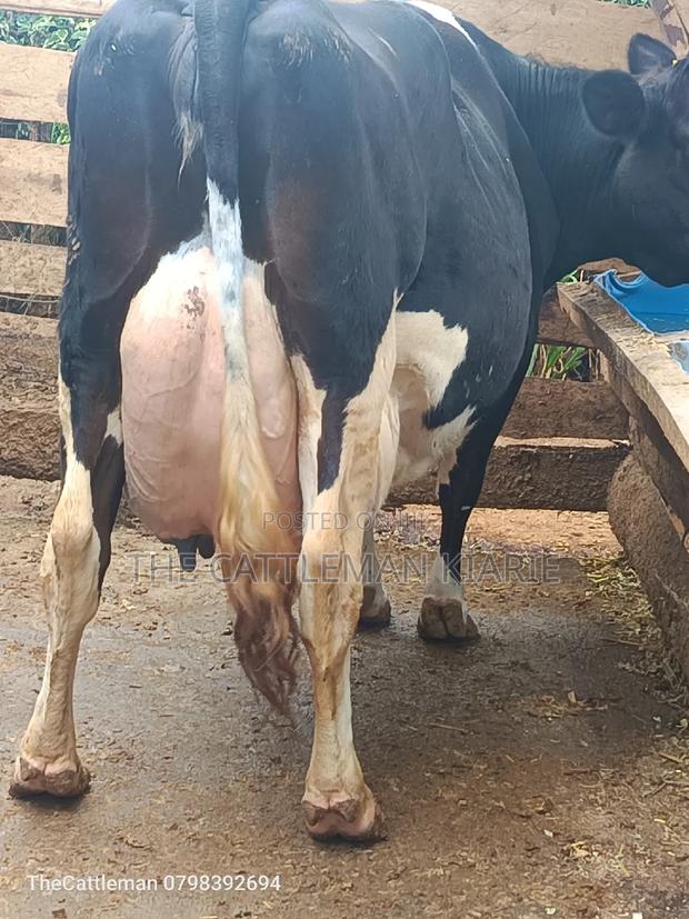 Pure Pedigree Friesian - thumbnail 11