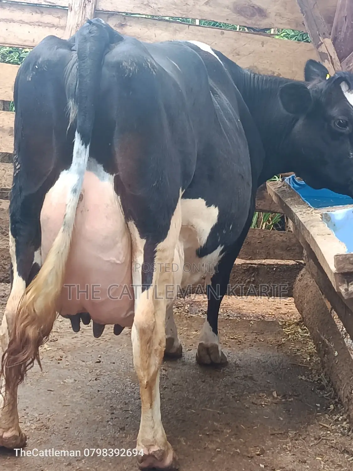 Pure Pedigree Friesian