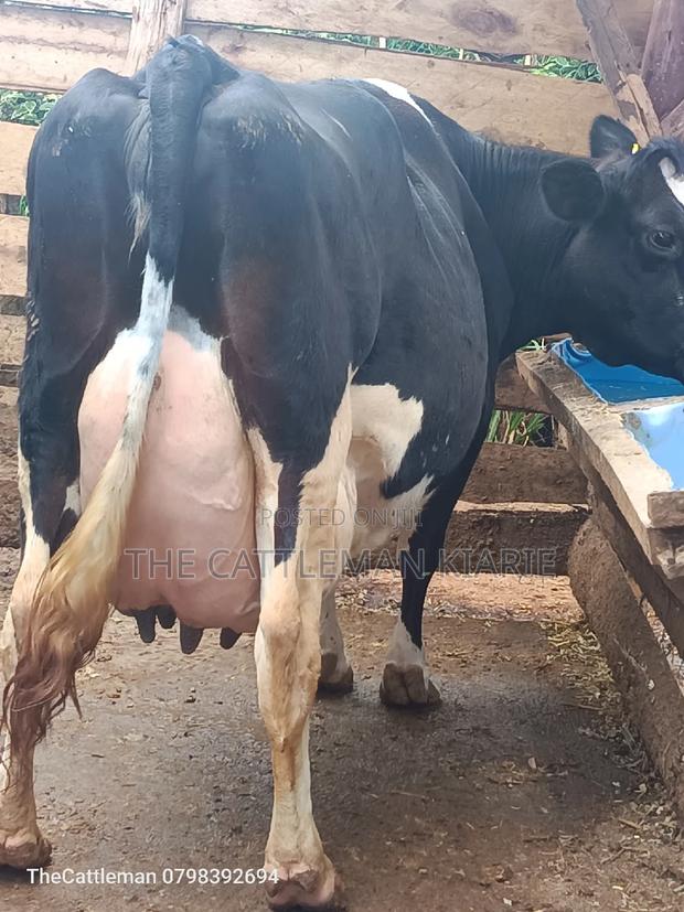 Pure Pedigree Friesian - thumbnail 12