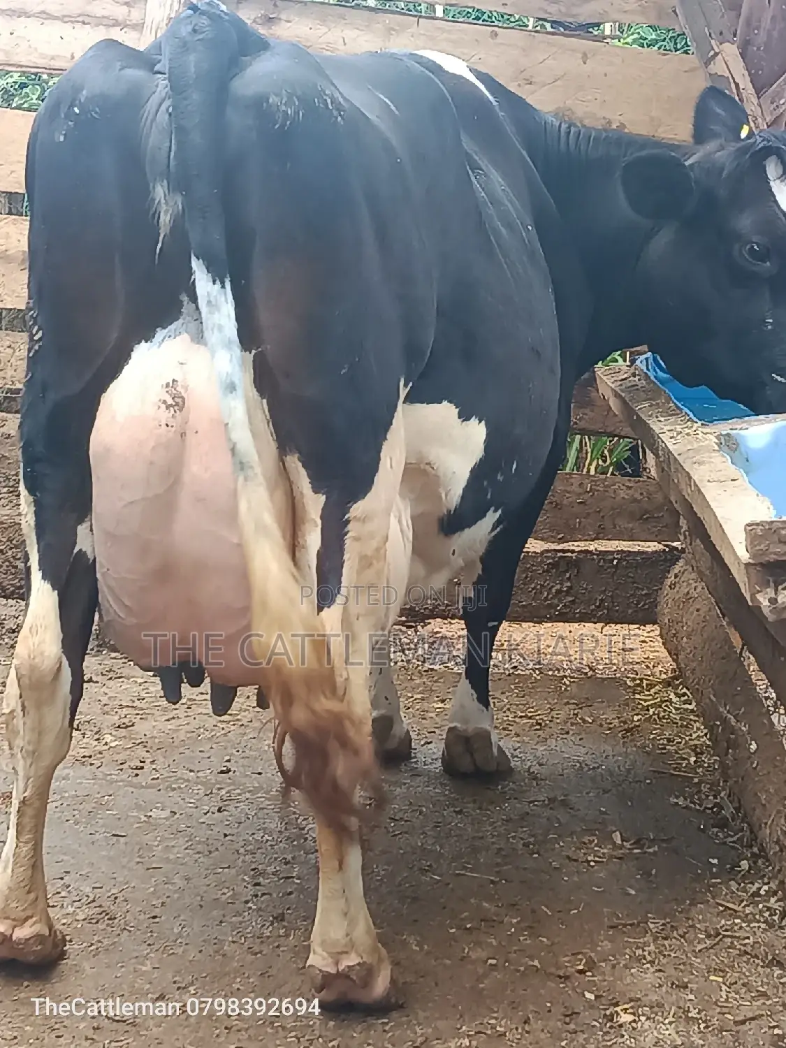 Pure Pedigree Friesian
