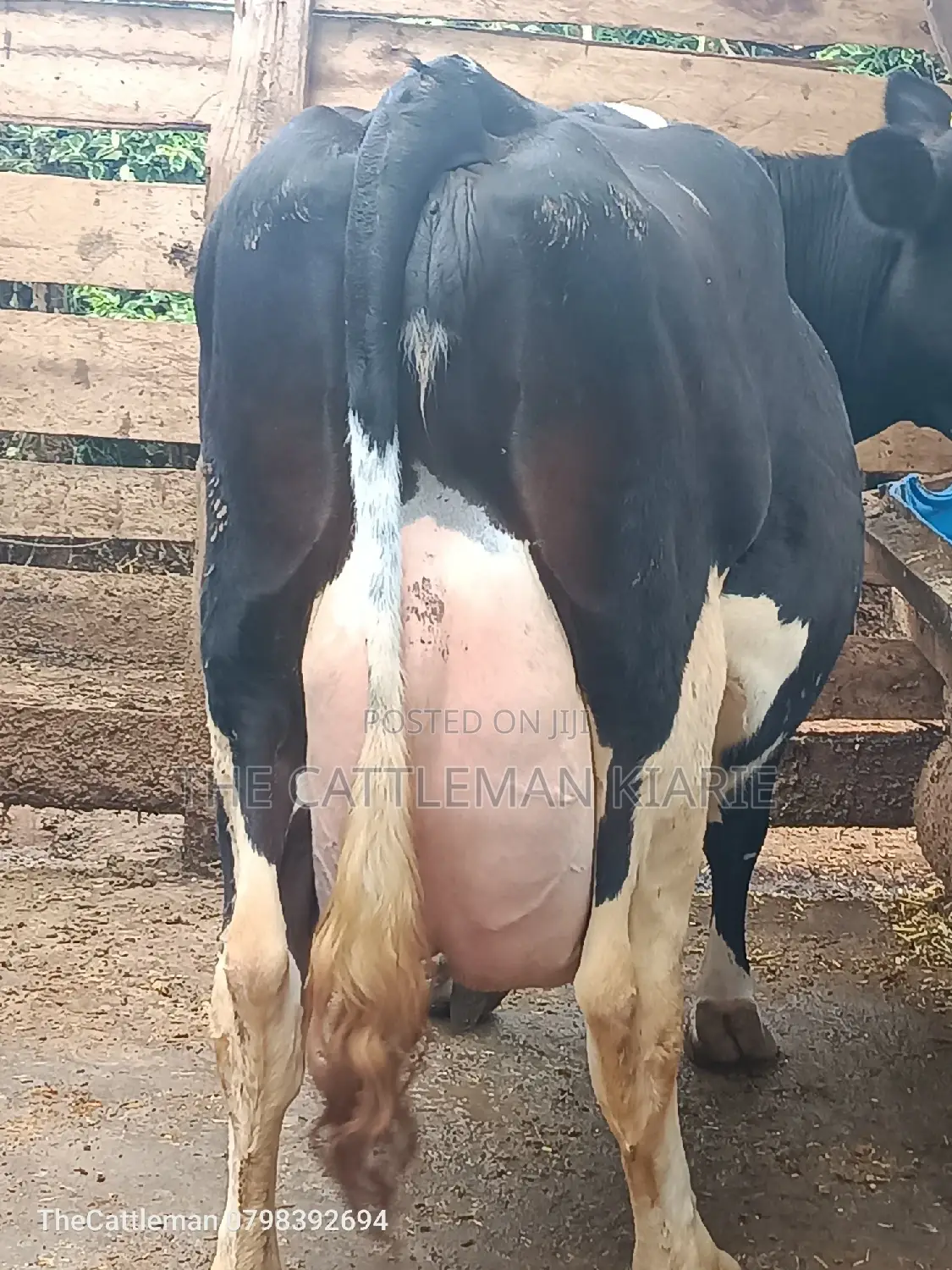 Pure Pedigree Friesian