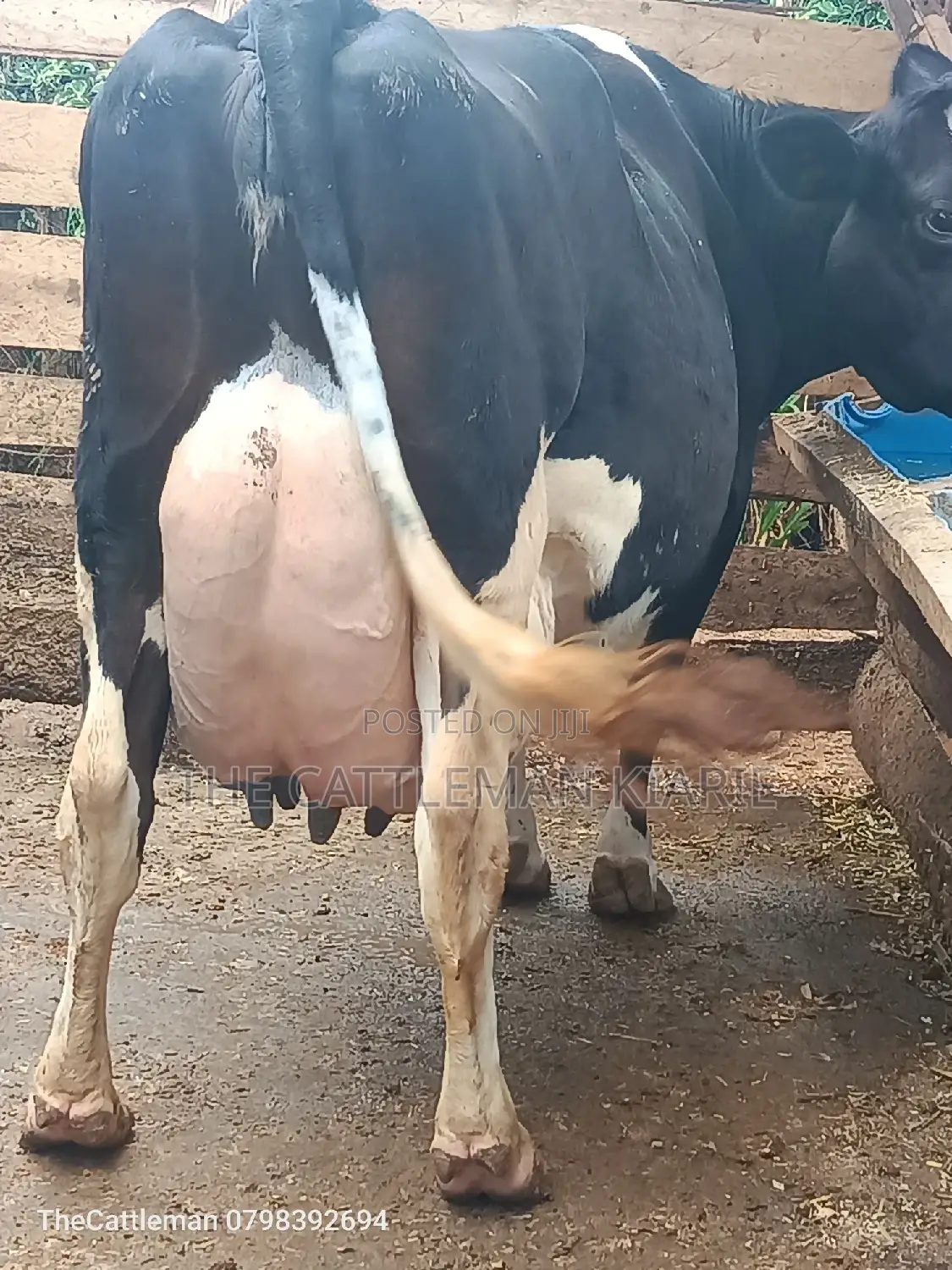 Pure Pedigree Friesian
