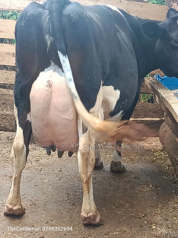 Pure Pedigree Friesian - thumbnail 15