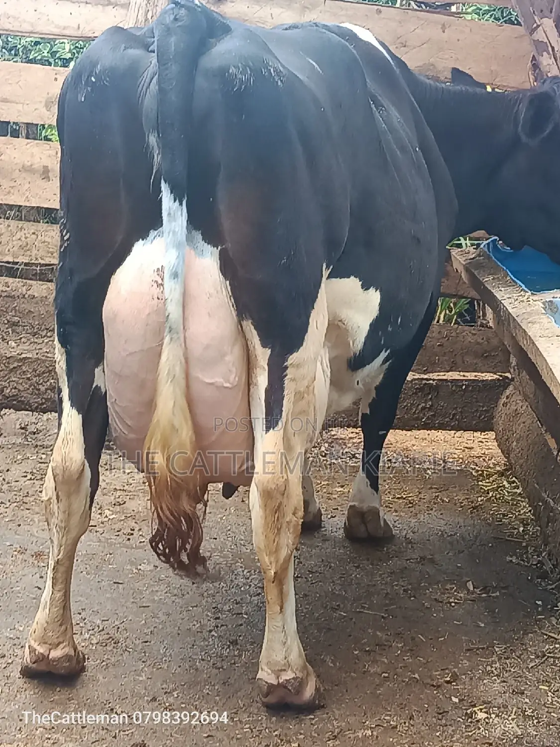 Pure Pedigree Friesian
