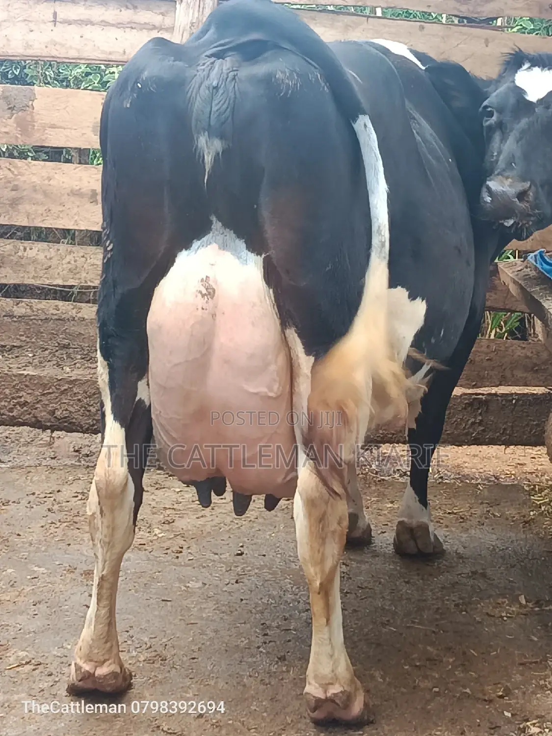 Pure Pedigree Friesian