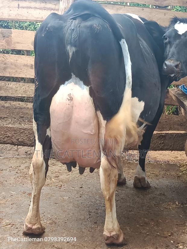 Pure Pedigree Friesian - thumbnail 16