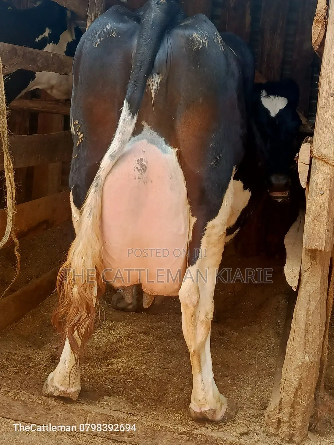 Pure Pedigree Friesian