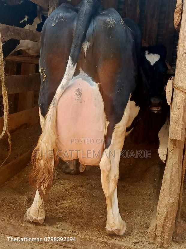 Pure Pedigree Friesian - thumbnail 18