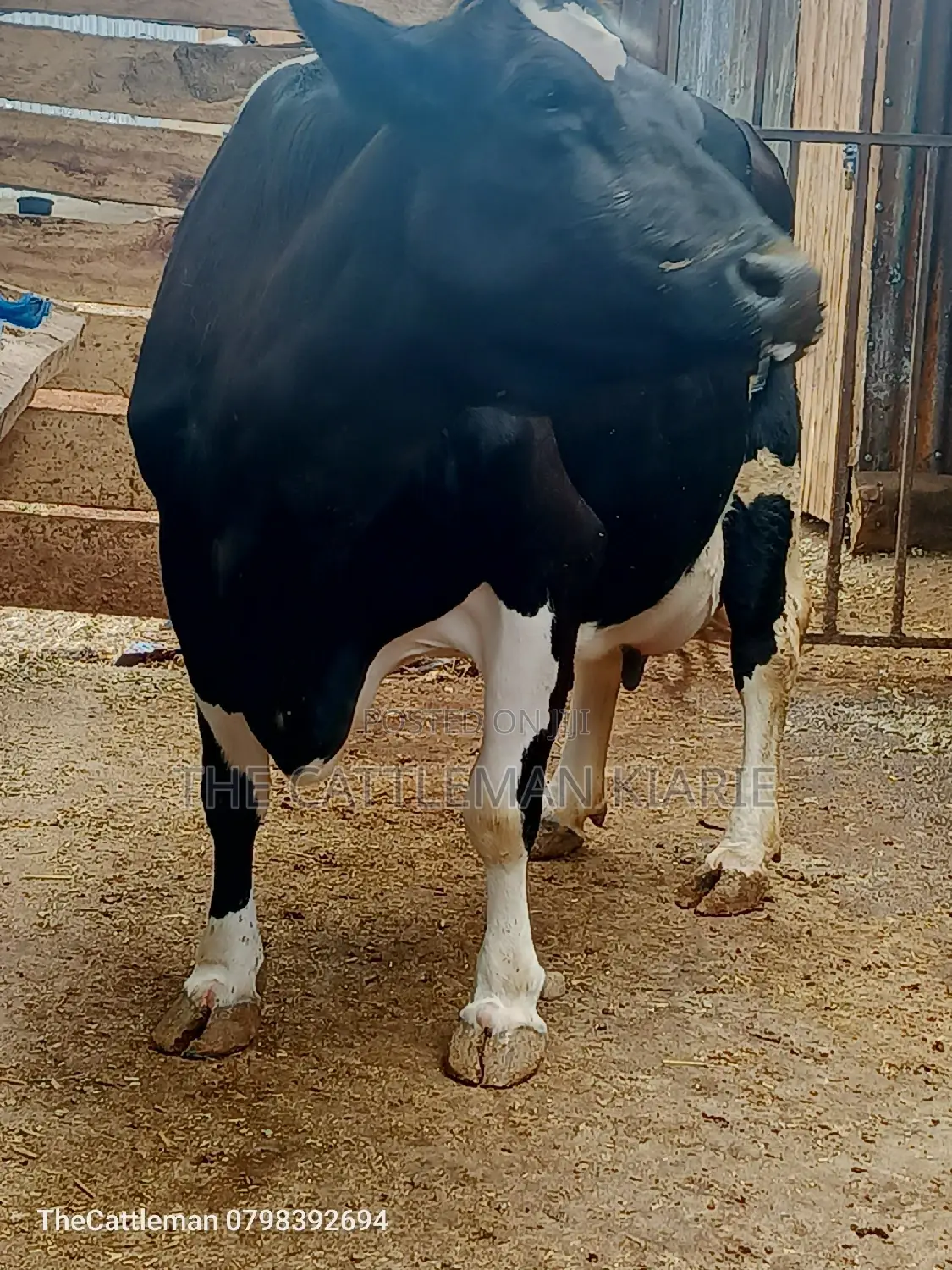 Pure Pedigree Friesian