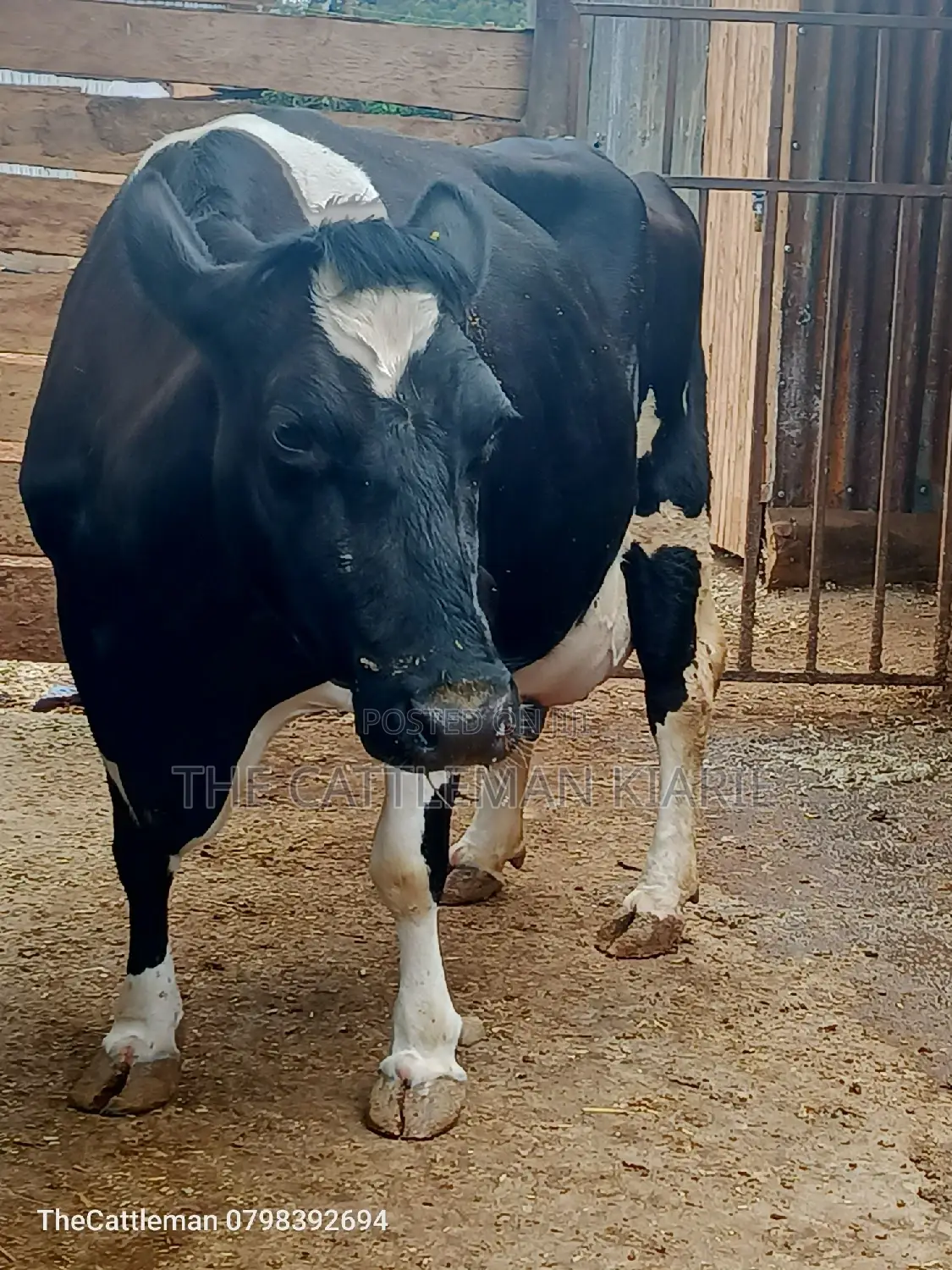 Pure Pedigree Friesian