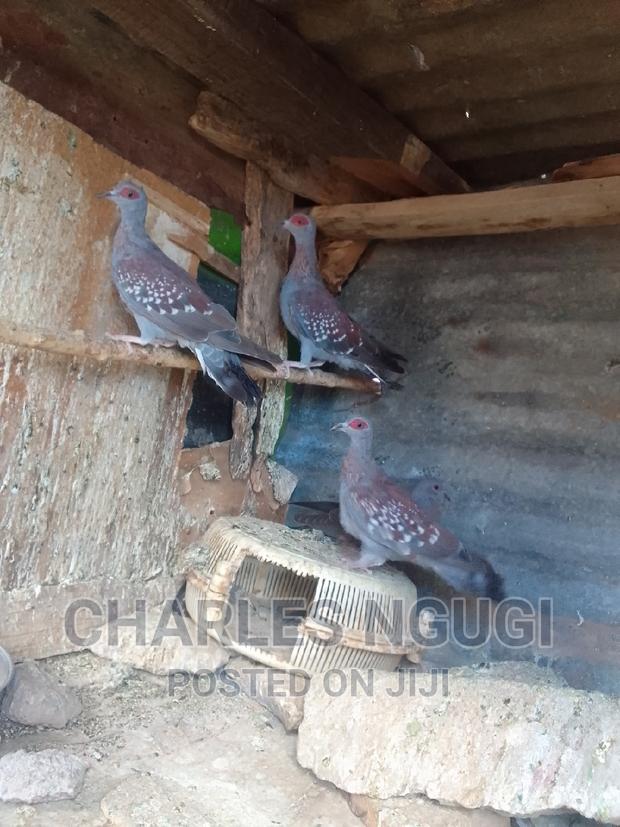 Pigeon for Sale - main view