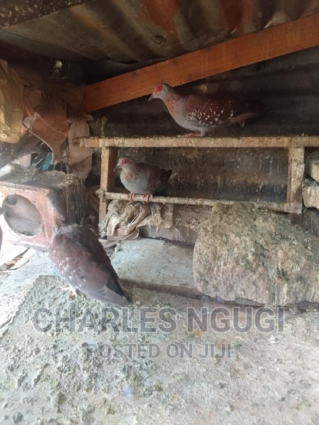 Pigeon for Sale - thumbnail 3