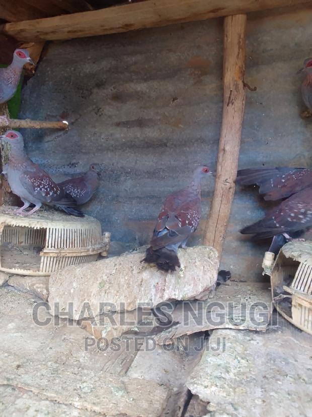 Pigeon for Sale - thumbnail 4