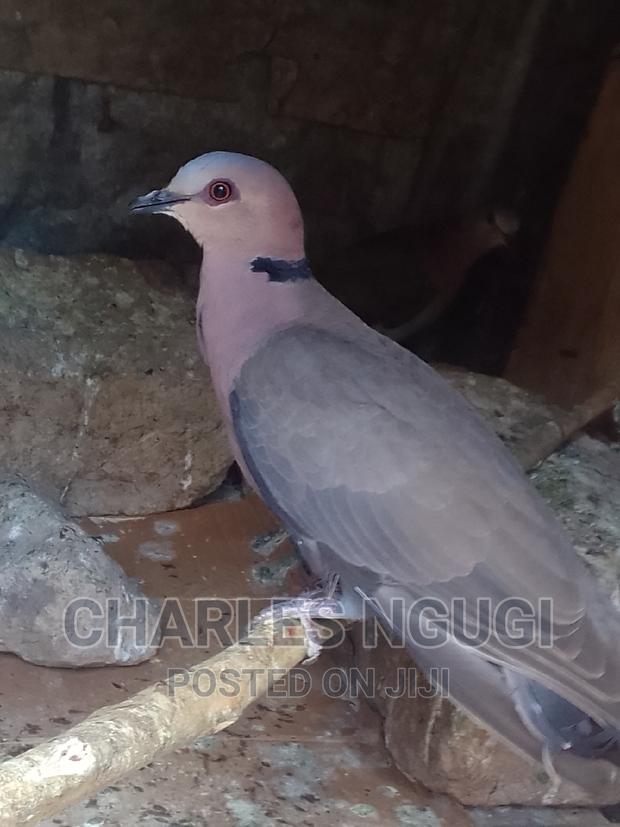 Pigeon for Sale - thumbnail 5