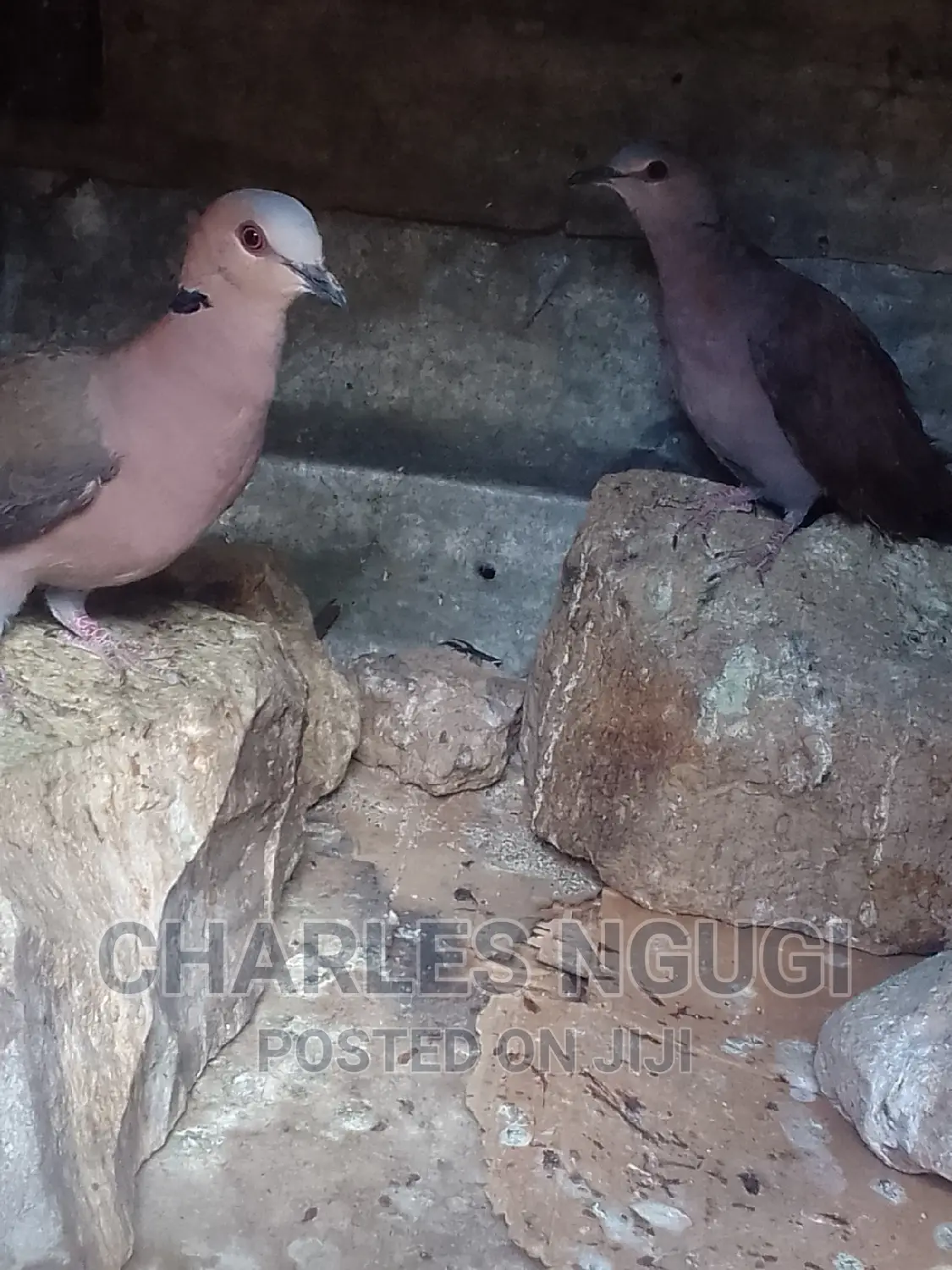 Pigeon for Sale