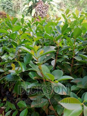 Cherry Guava - thumbnail 2