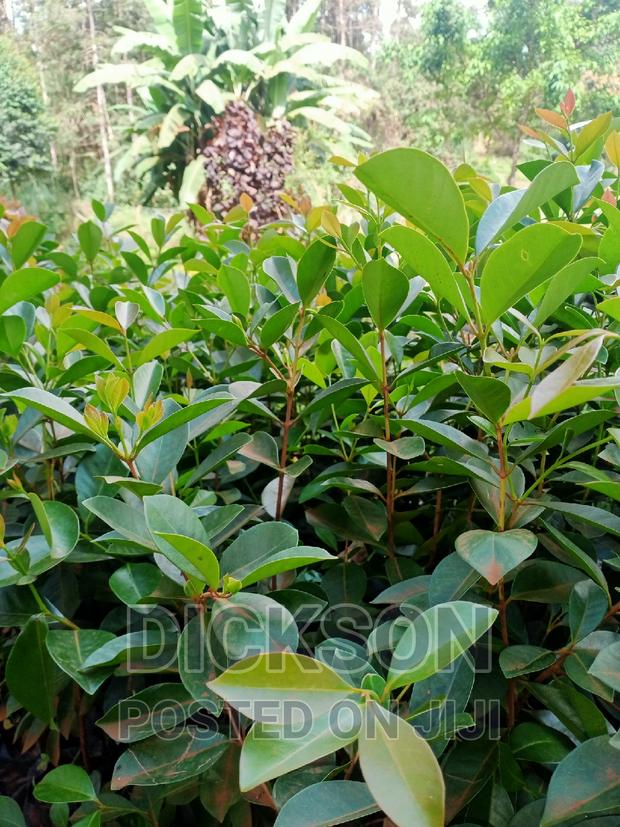 Cherry Guava - thumbnail 3