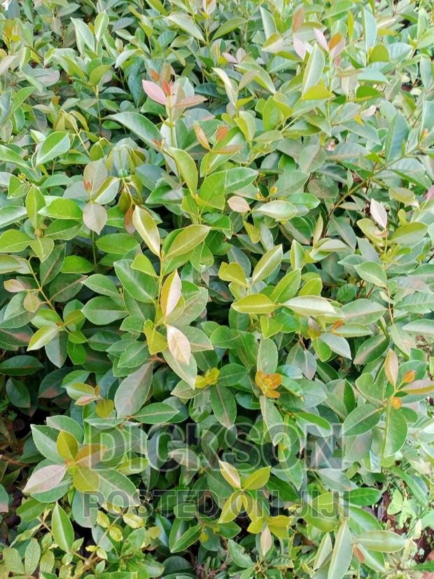 Cherry Guava - thumbnail 4