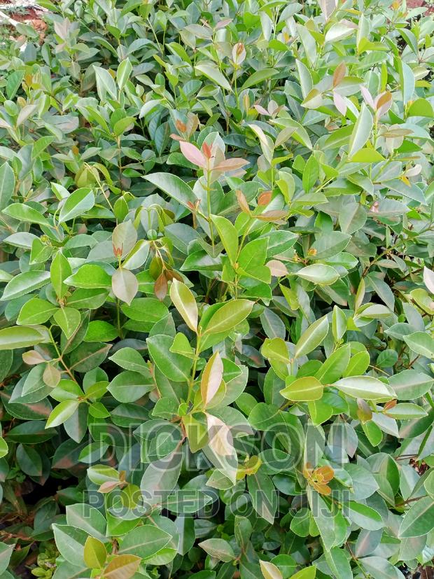 Cherry Guava - thumbnail 5