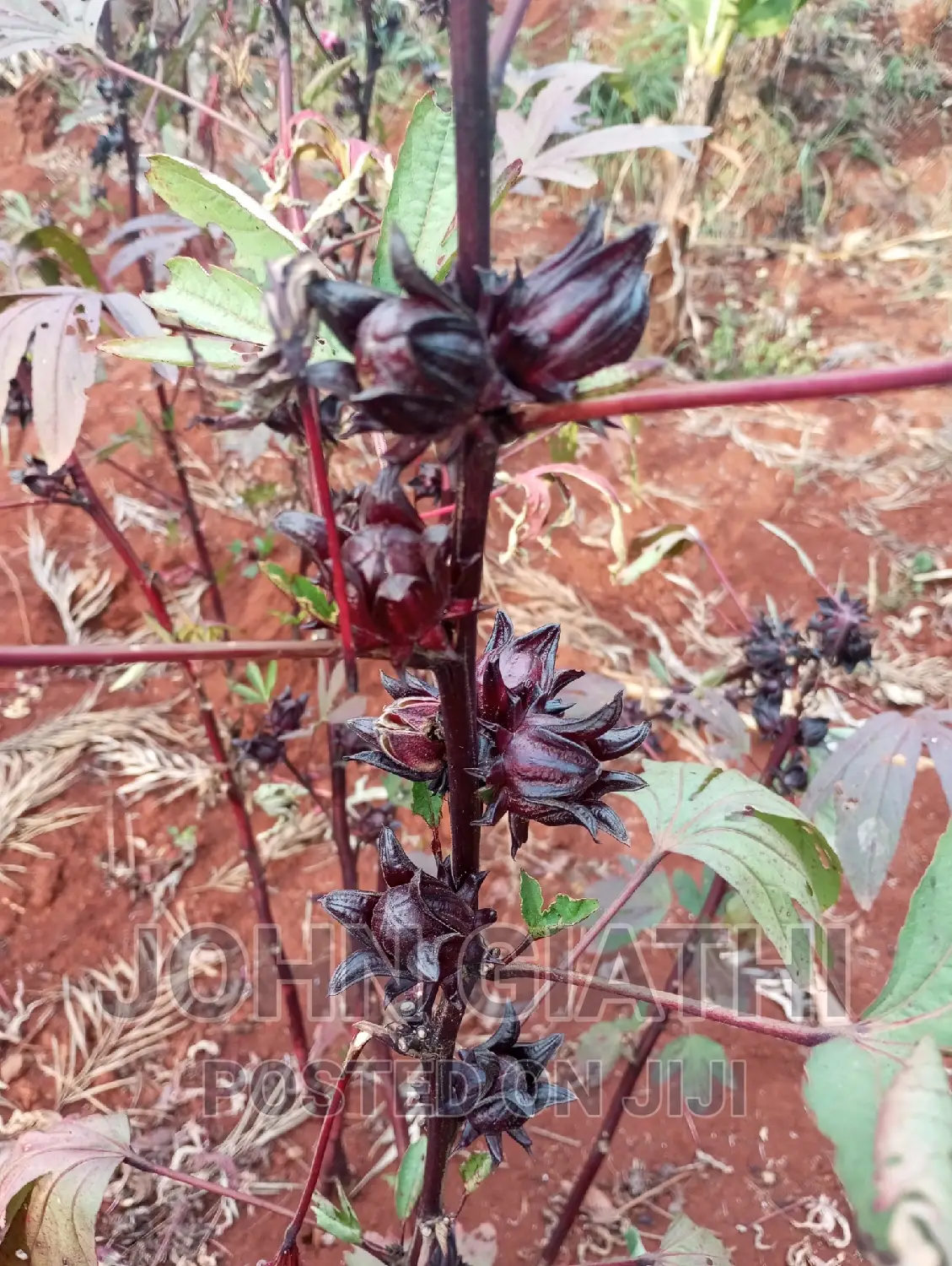 Hibiscus Rosella Seeds Per Kg
