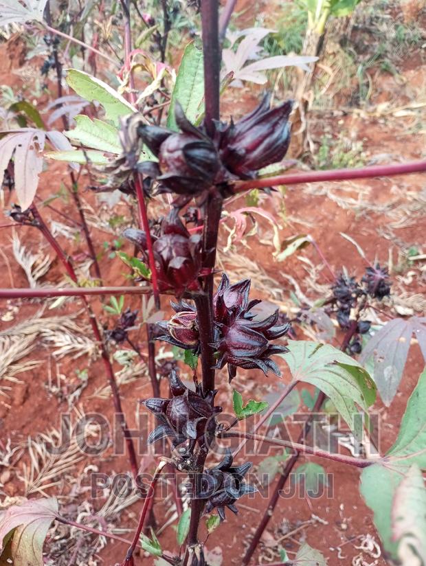 Hibiscus Rosella Seeds Per Kg - main view