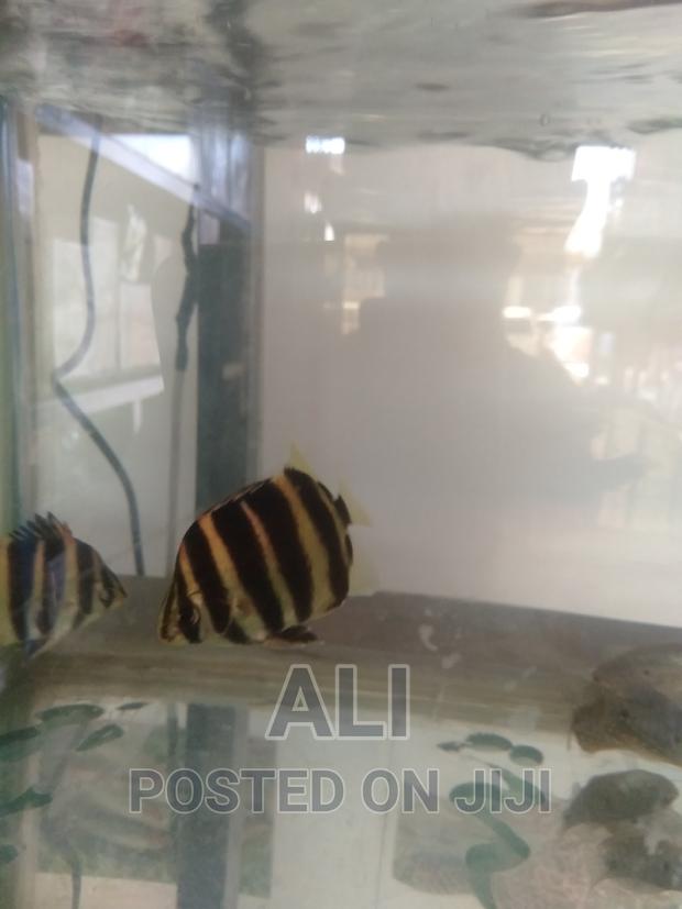 Aquariums, Fish, Accesories N Birds - thumbnail 4