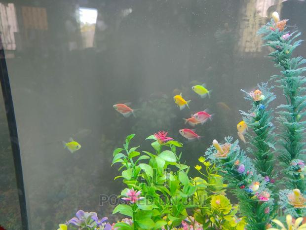 Aquariums, Fish, Accesories N Birds - thumbnail 5