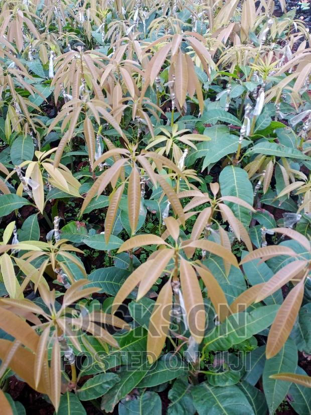 Grafted Tommy Mangoes