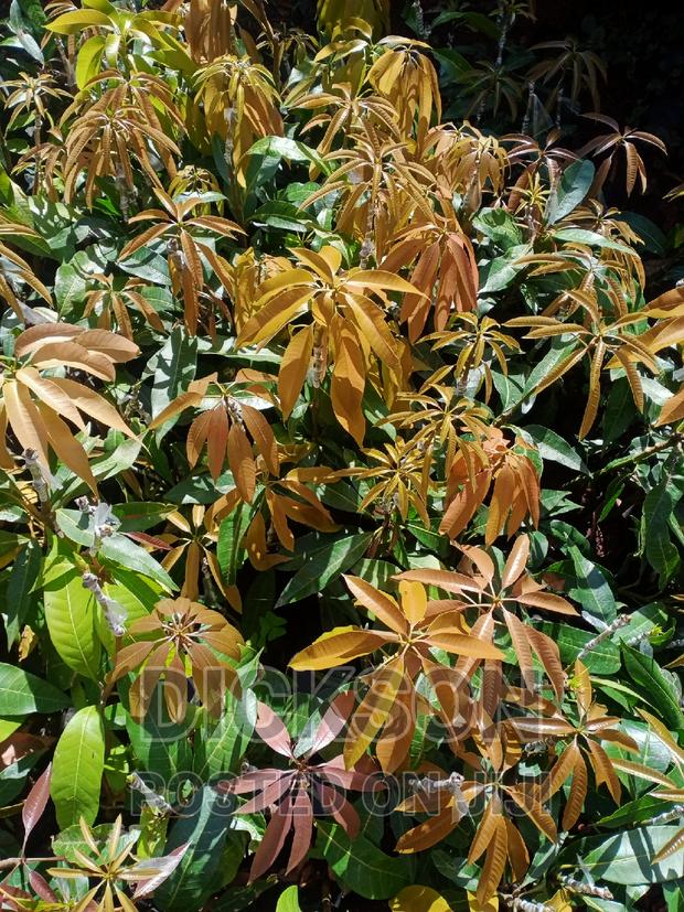 Grafted Tommy Mangoes - thumbnail 3