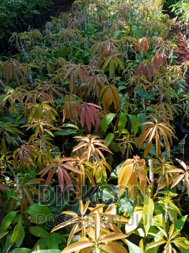 Grafted Tommy Mangoes - thumbnail 5