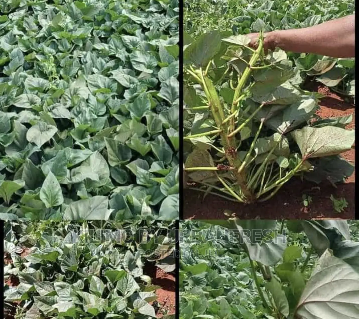 Super Sweet Potato Vines for Fodder Bunch of 100.