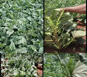 Super Sweet Potato Vines for Fodder Bunch of 100.