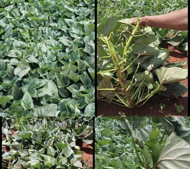 Super Sweet Potato Vines for Fodder Bunch of 100.