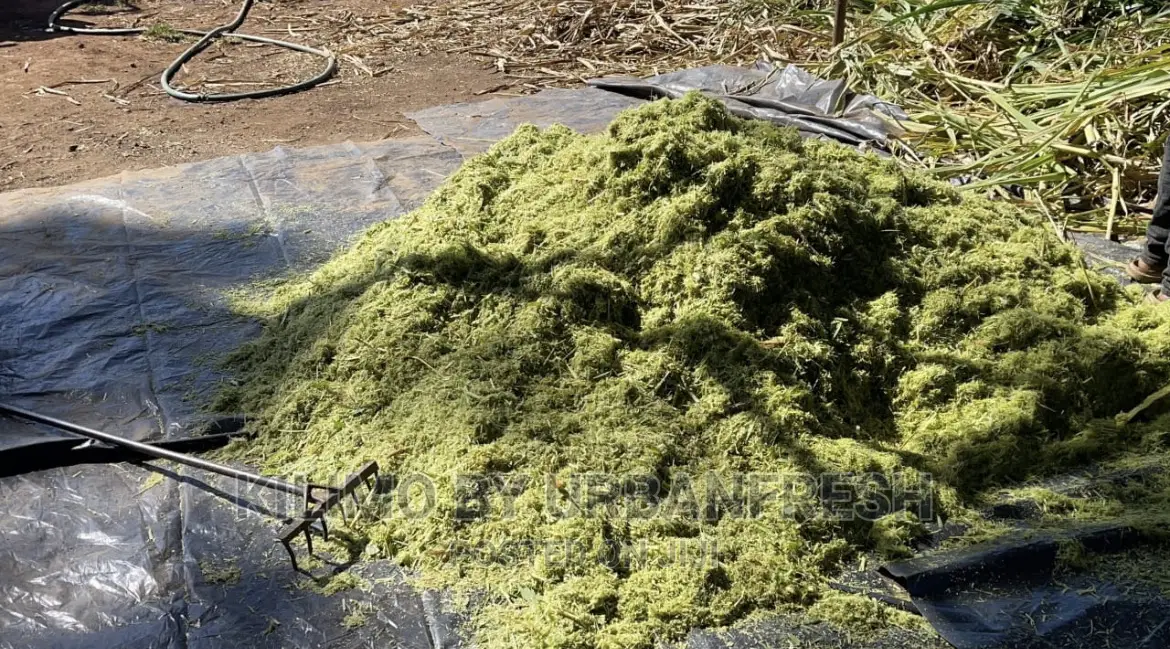 Crushed Juncao Grass for Rabbits,Pigs,Fish,Chicken 100kgs
