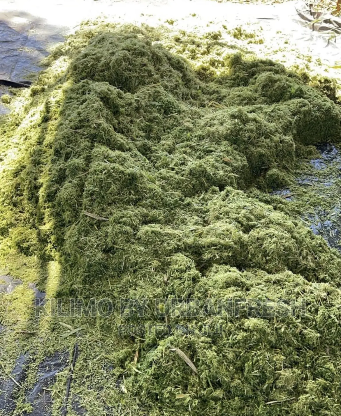Crushed Juncao Grass for Rabbits,Pigs,Fish,Chicken 100kgs