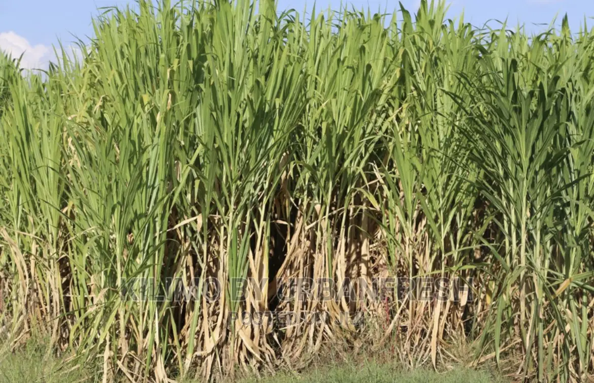Juncao China Super Fodder Grass Splits Moq 100