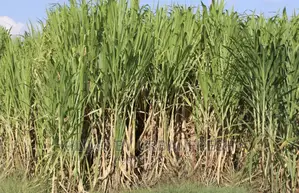 Juncao China Super Fodder Grass Splits Moq 100