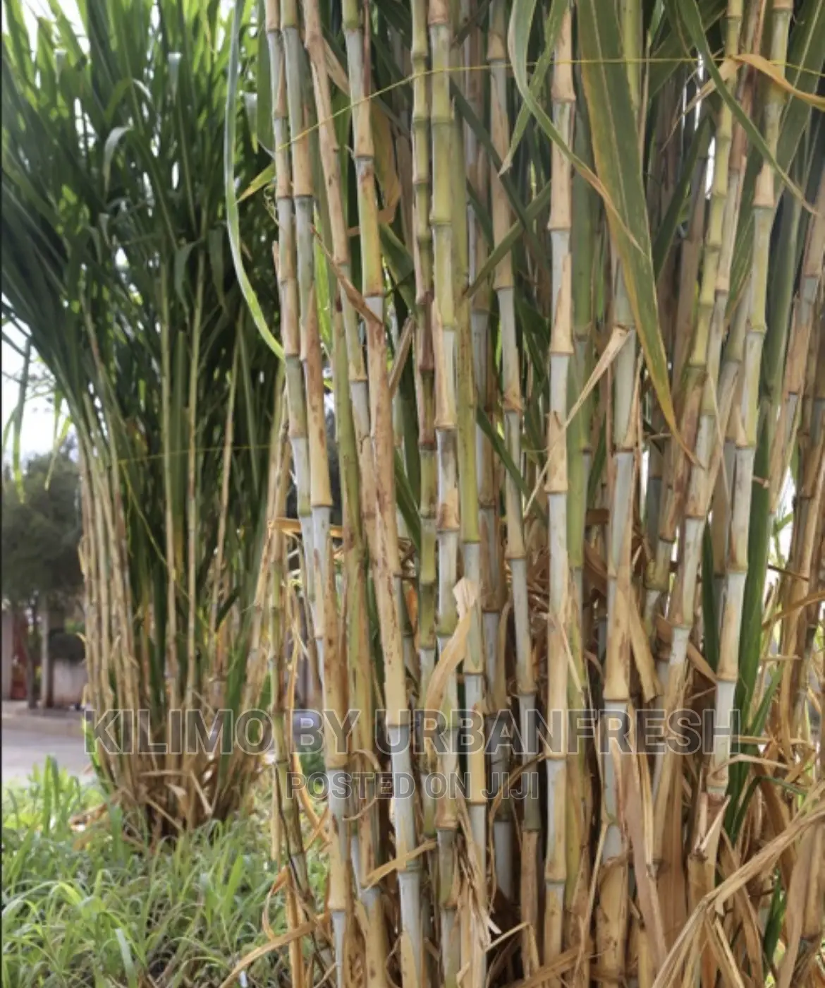 Juncao China Super Fodder Grass Splits Moq 100