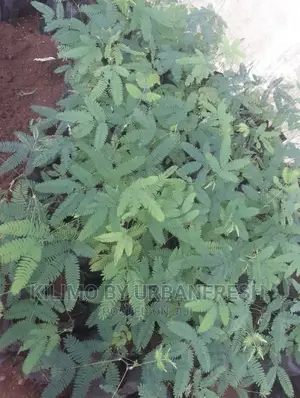 Calliandra Tree Fodder Seedlings Moq 10