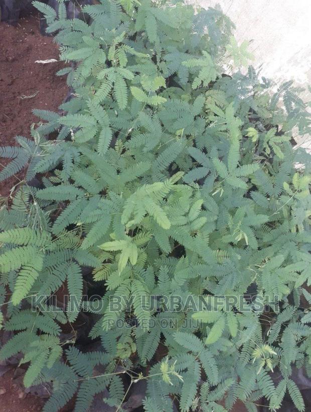 Calliandra Tree Fodder Seedlings Moq 10