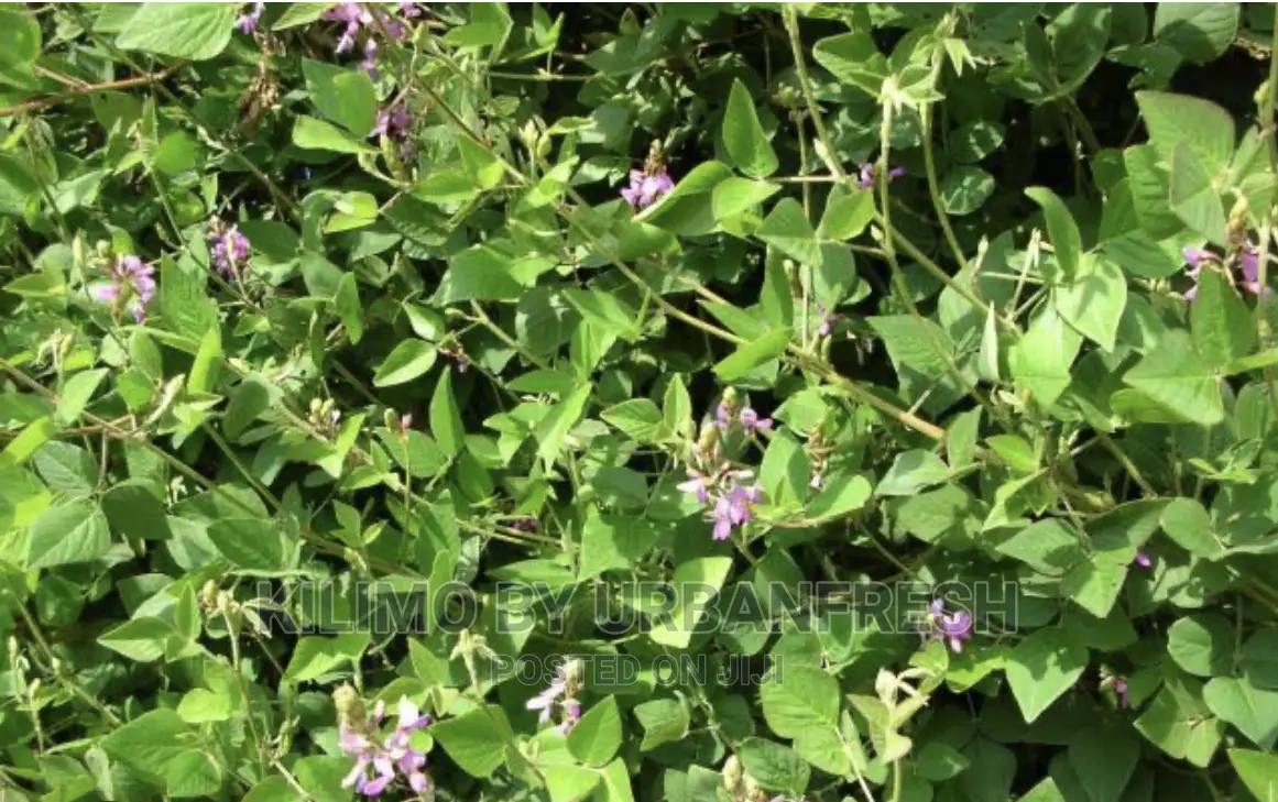 Desmodium Vines for Planting Bunch of 100.