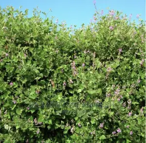 Desmodium Vines for Planting Bunch of 100.