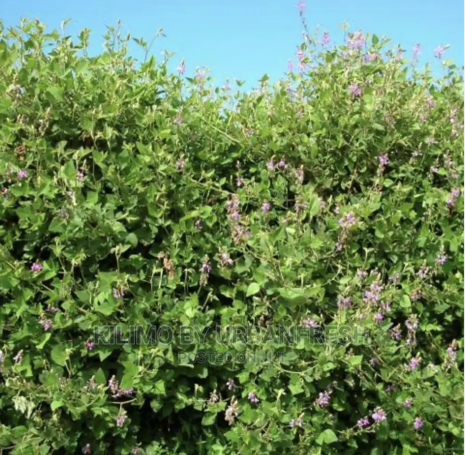 Desmodium Vines for Planting Bunch of 100.