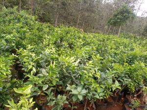 Pixie, Washington, Valencia - thumbnail 2