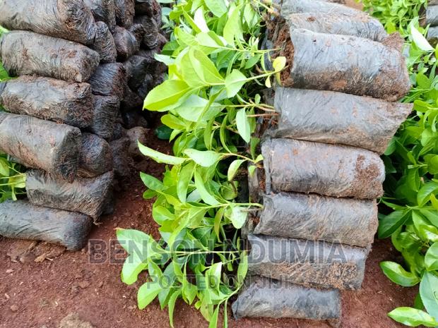 Original Muguka Seedlings for Sale. - thumbnail 3