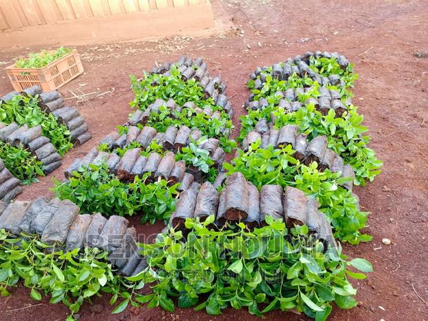 Original Muguka Seedlings for Sale. - thumbnail 4