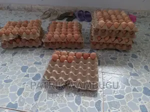 Fertile Improved Kienyeji Eggs