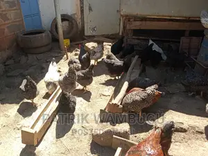 Fertile Improved Kienyeji Eggs